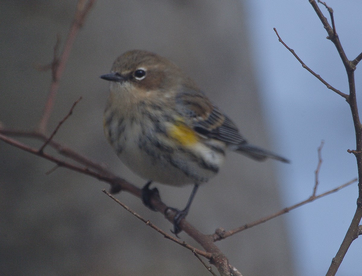 Yellow-rumped Warbler - ML58790061