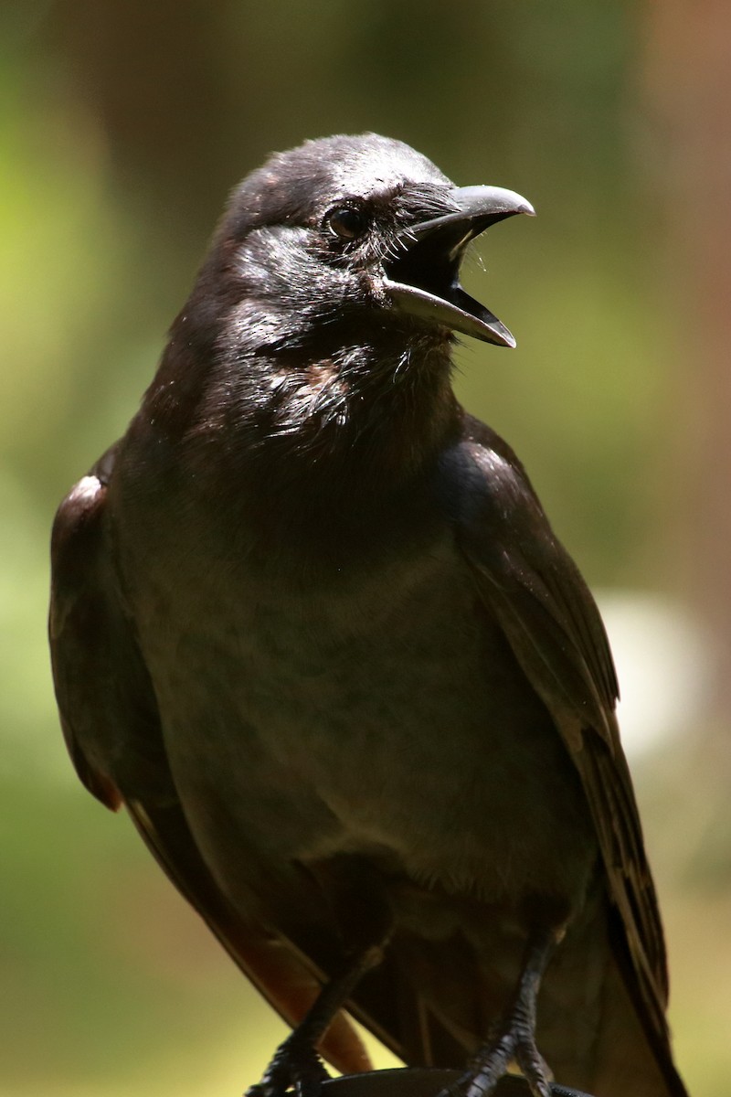American Crow - ML587901341