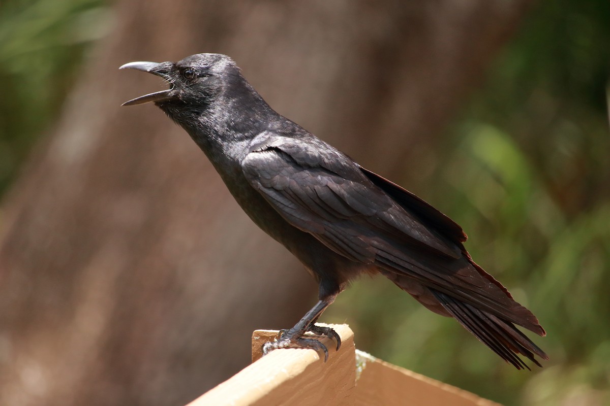 American Crow - ML587901351