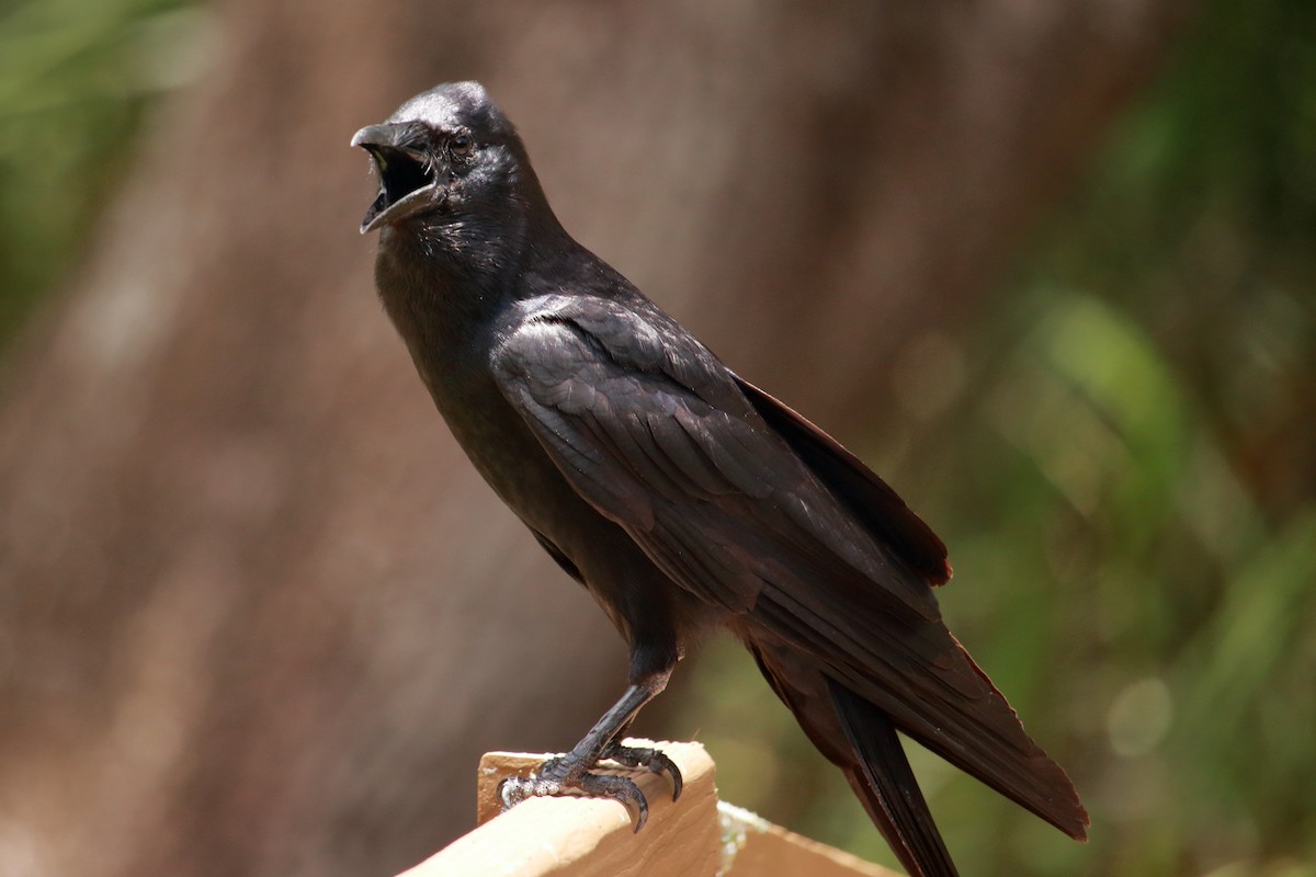 American Crow - ML587901361