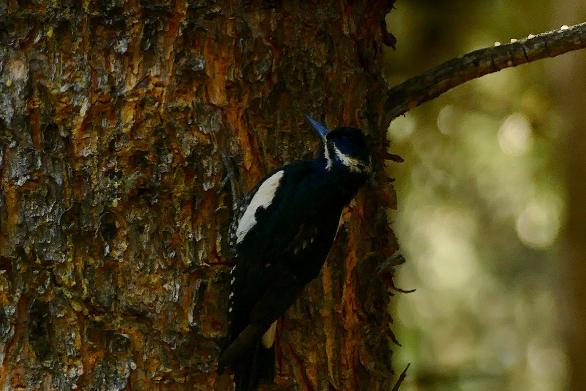 Williamson's Sapsucker - ML587901991