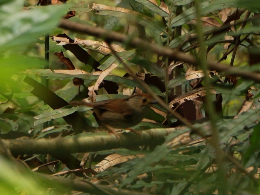 Dusky Fulvetta - Kaichi Huang