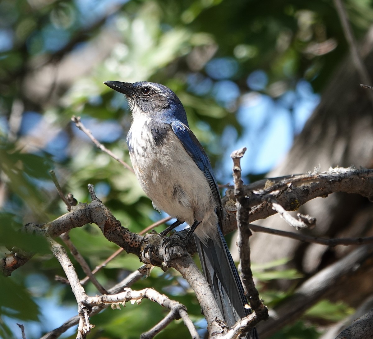 California Scrub-Jay - Sylvia Afable