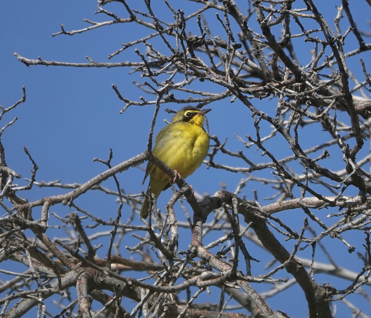 Kentucky Warbler - ML587904131