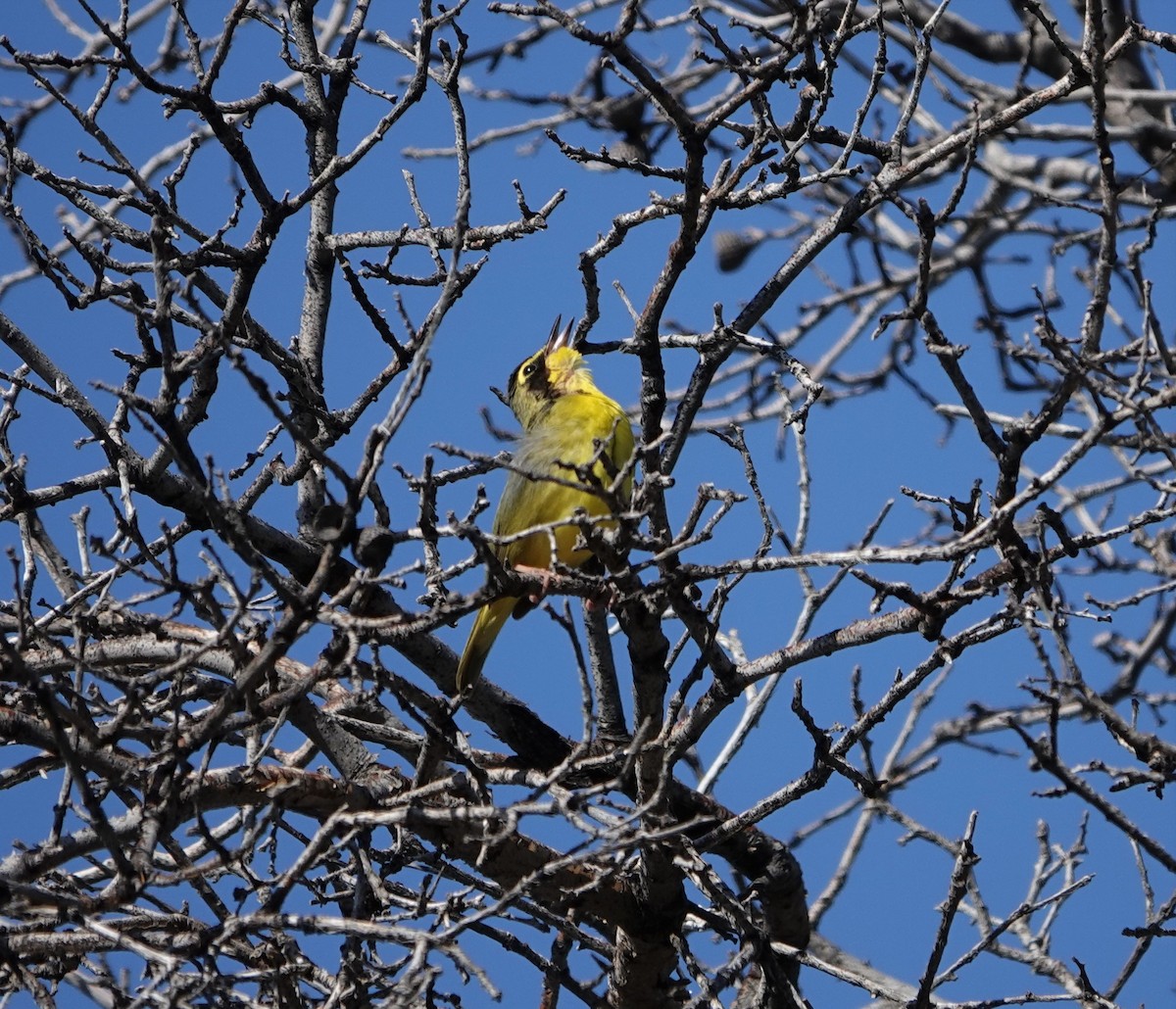 Kentucky Warbler - ML587904141