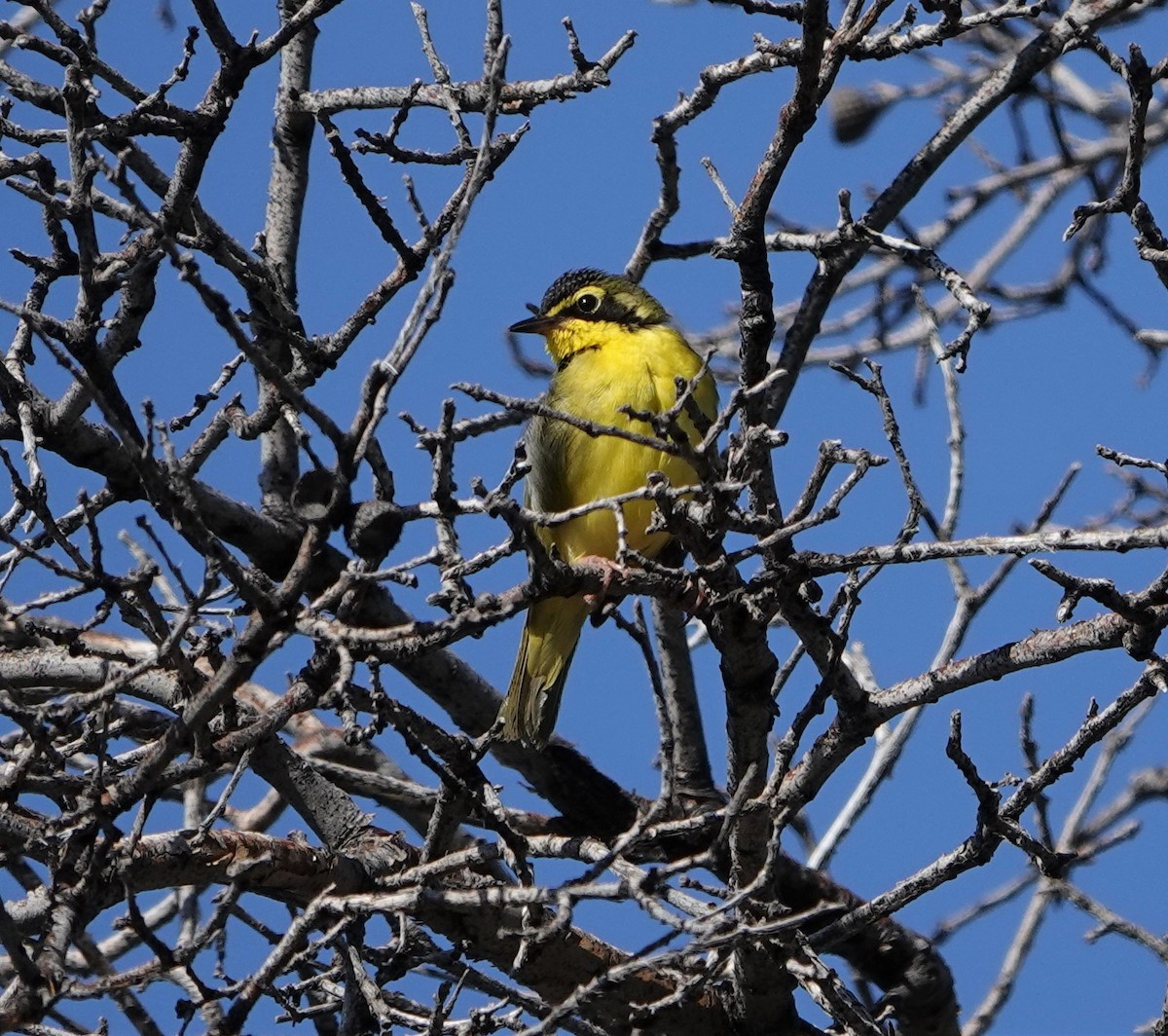 Kentucky Warbler - ML587904151