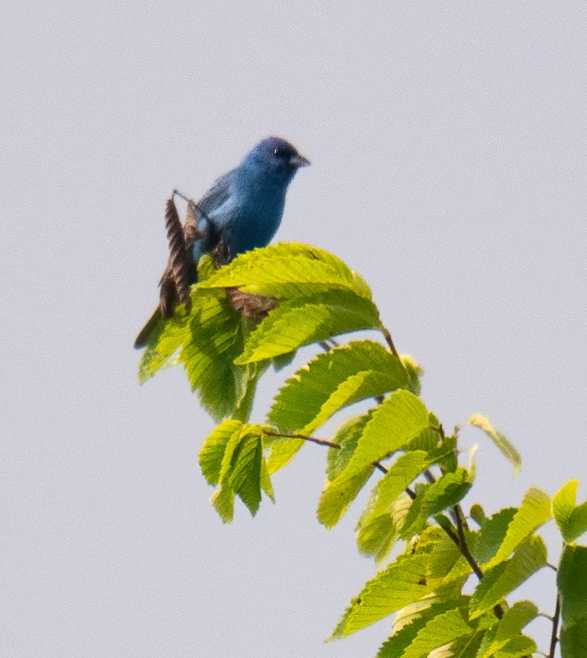 Indigo Bunting - ML587904181