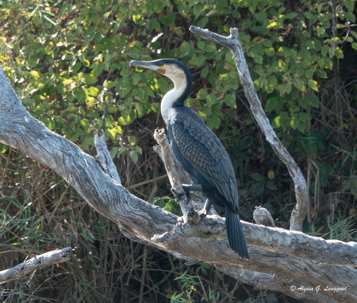 Great Cormorant (White-breasted) - ML587904651