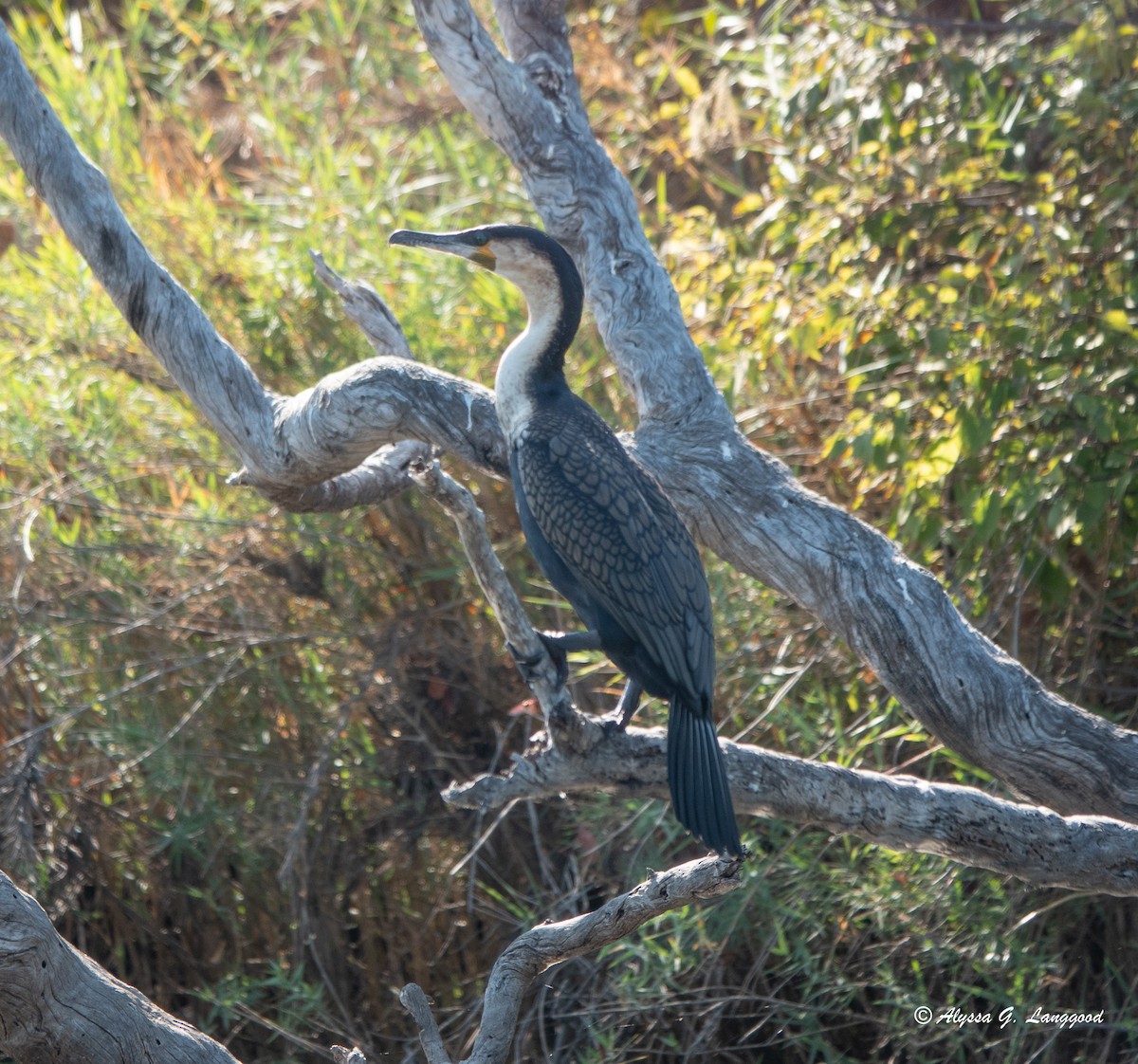 Great Cormorant (White-breasted) - ML587905451