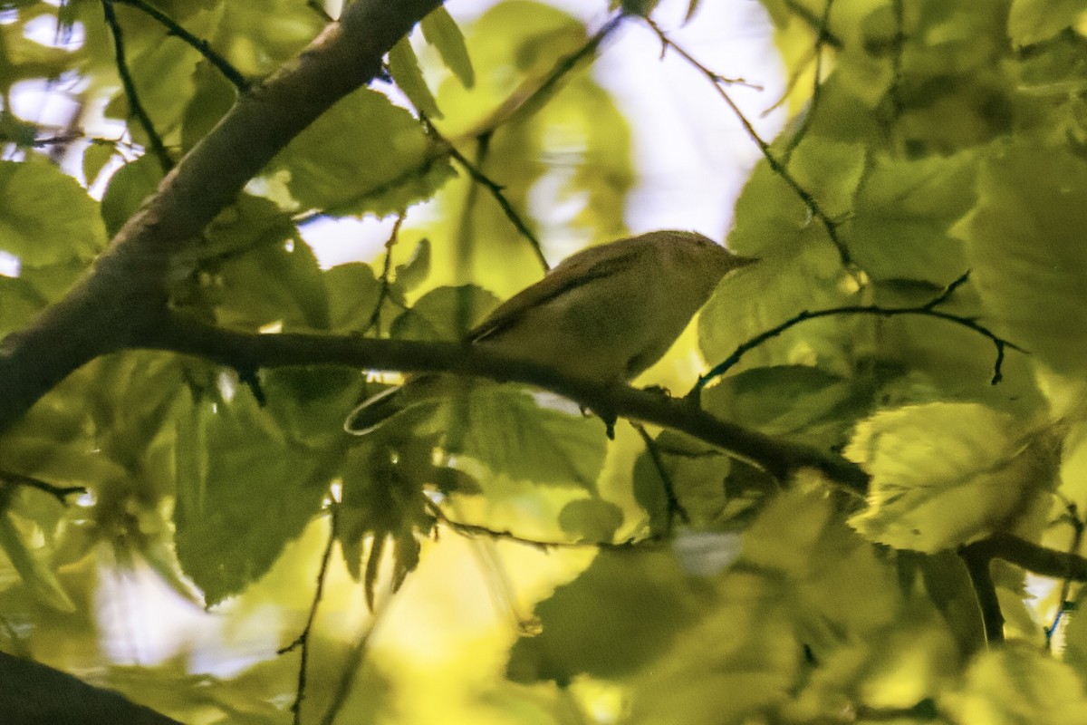 Тарчигнаа дууч шувуу - ML587905581