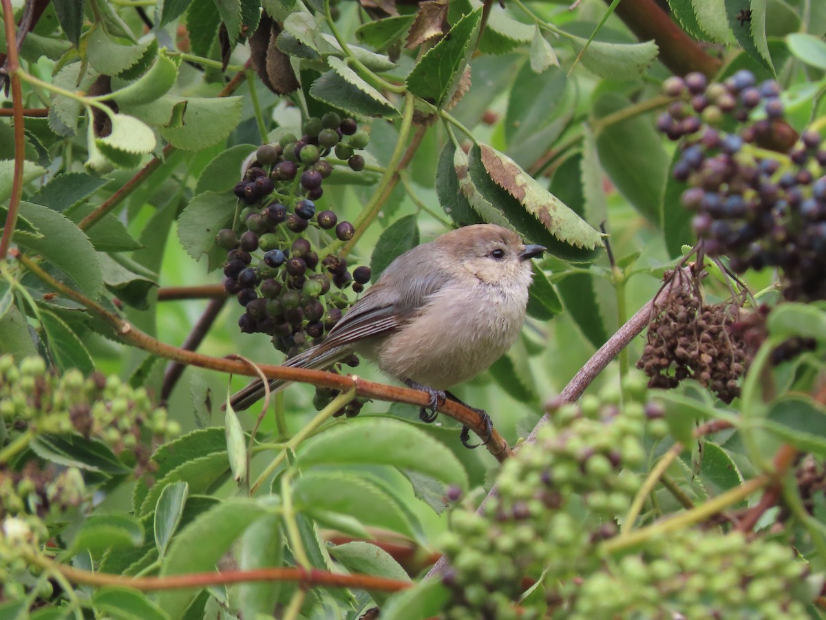 Bushtit - ML587906071