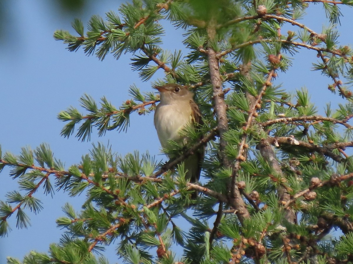 Alder Flycatcher - ML587906601