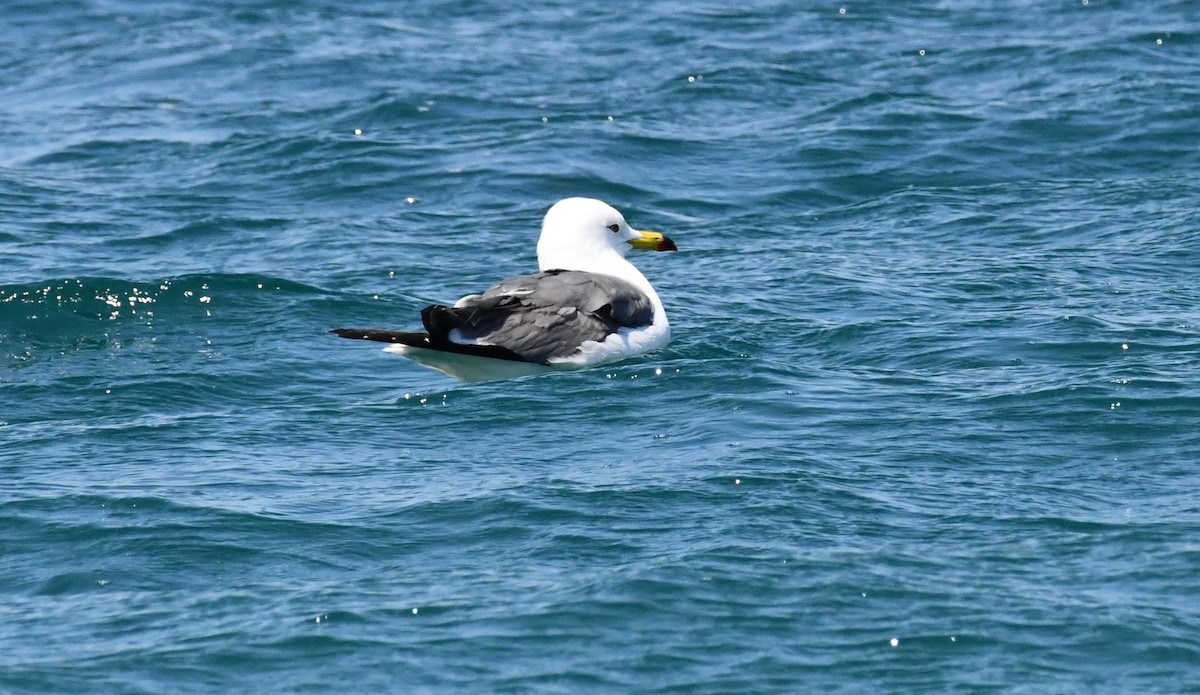 Black-tailed Gull - ML587906671