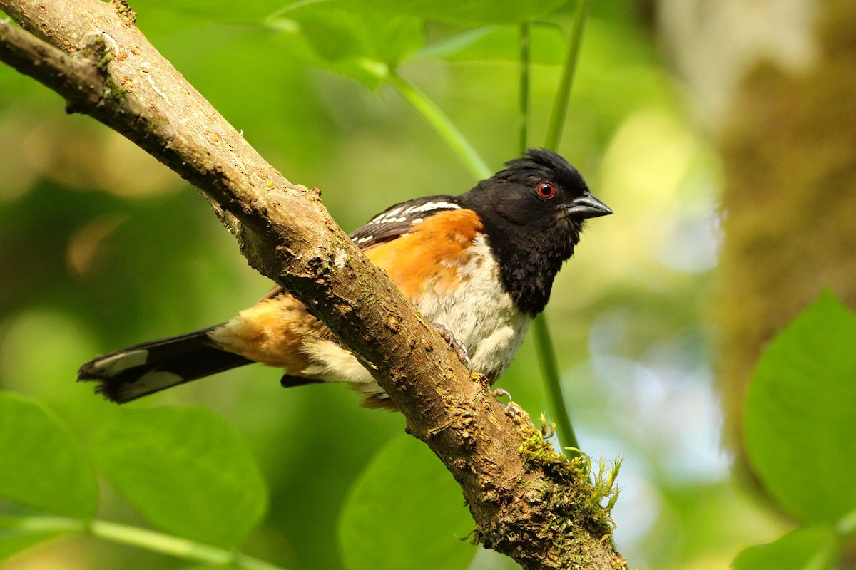 Toquí Moteado - ML587907581