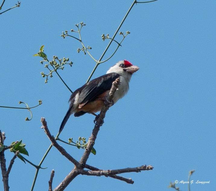 Black-backed Barbet - ML587911671