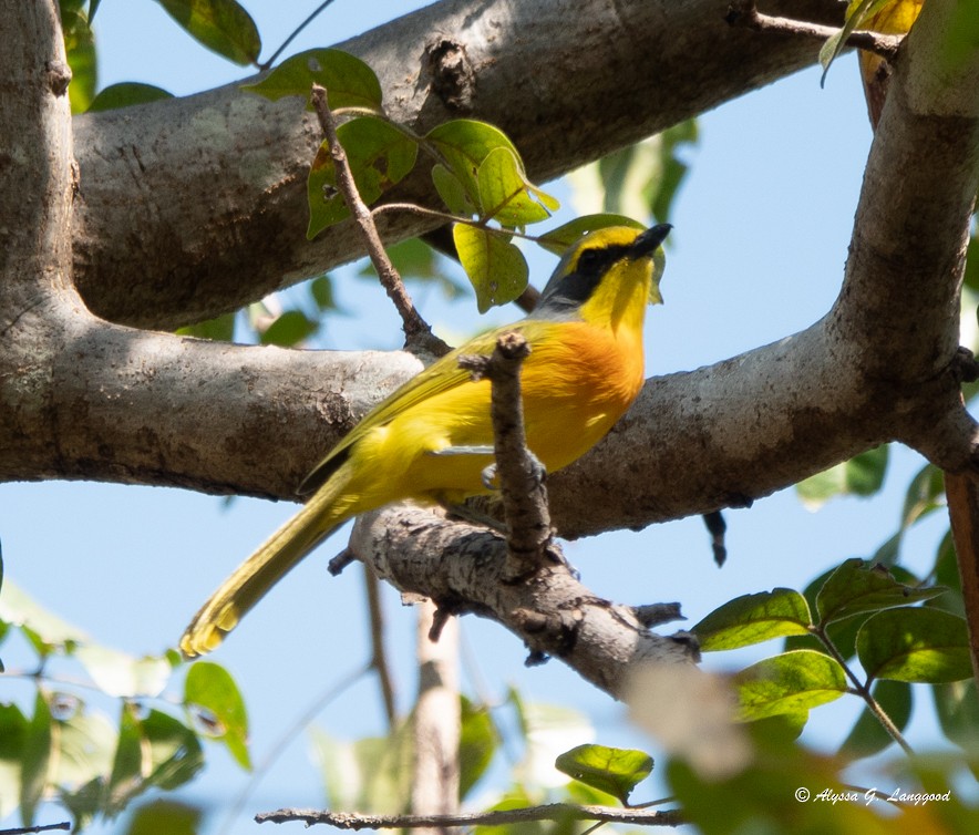 Sulphur-breasted Bushshrike - ML587911811