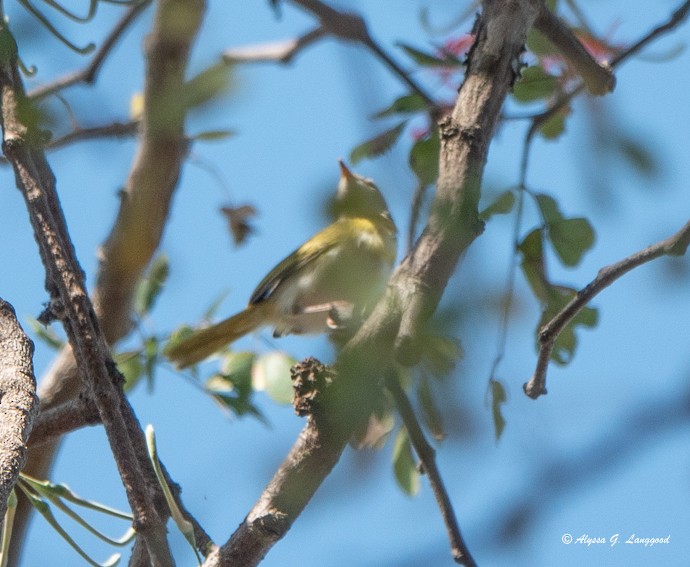 Yellow-breasted Apalis - ML587911961