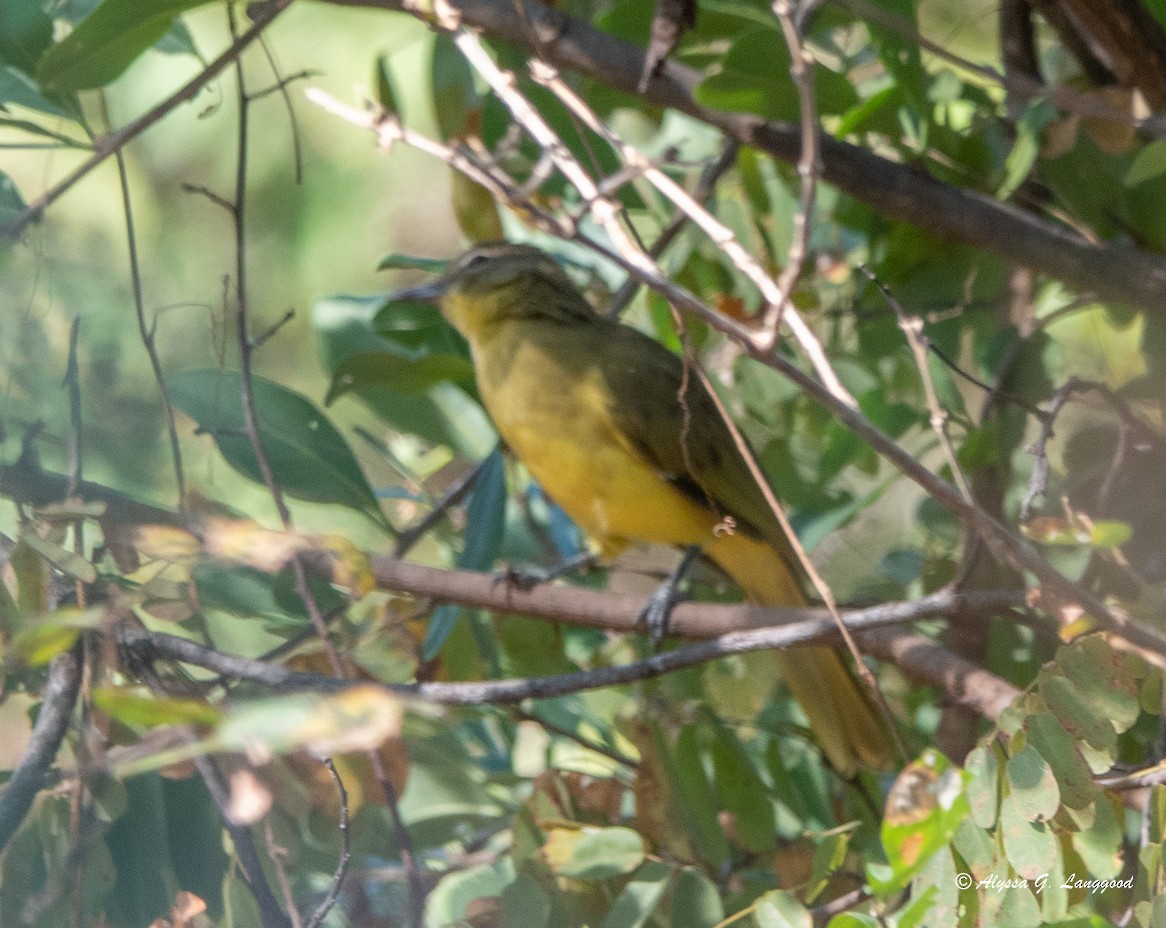 Bulbul Pechiamarillo - ML587912051