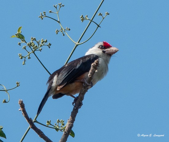 Black-backed Barbet - Anonymous