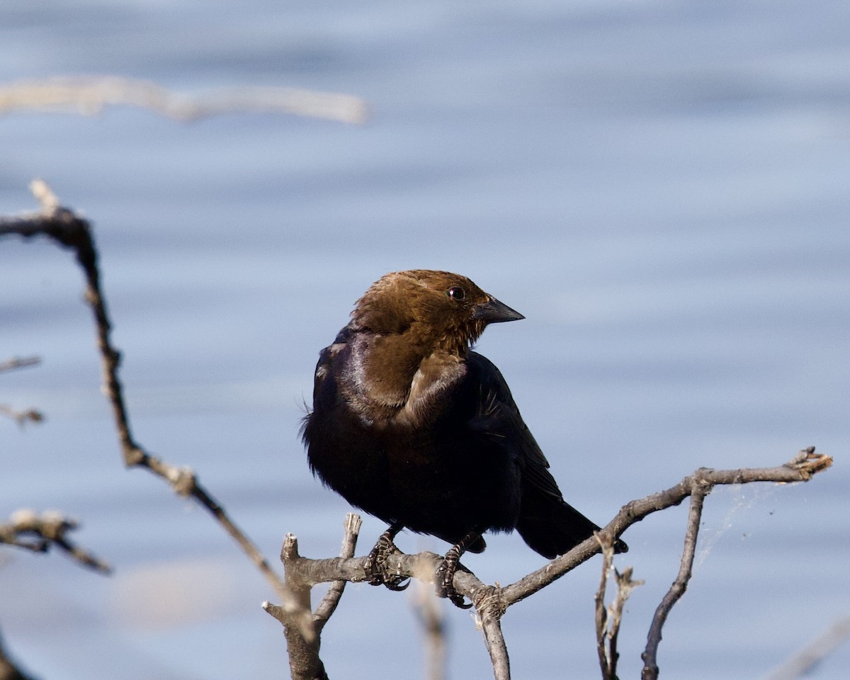 Brown-headed Cowbird - ML587912331