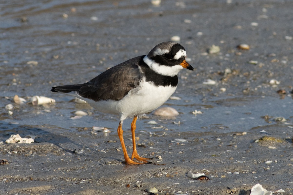 Common Ringed Plover - ML587912671