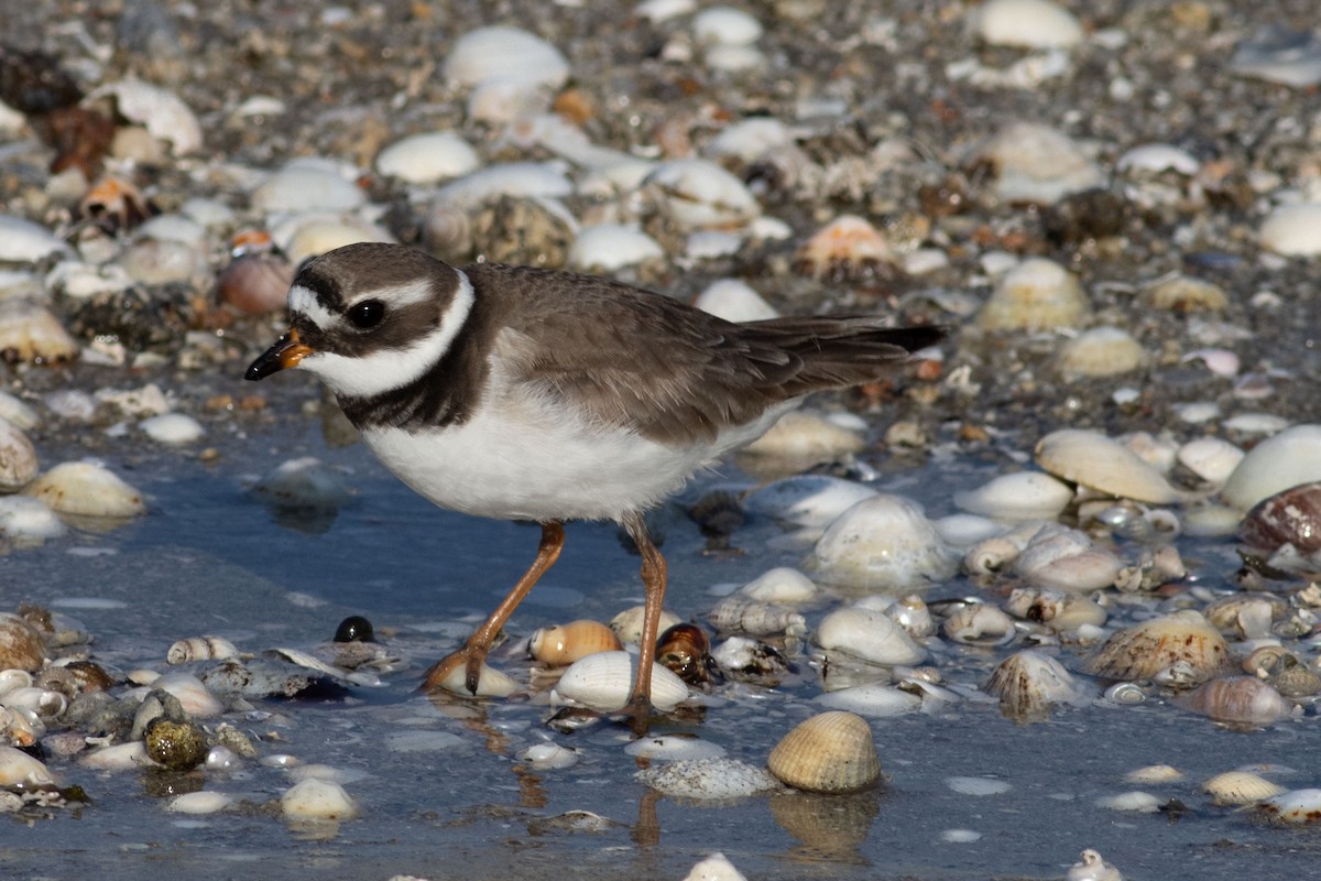 Common Ringed Plover - ML587912681
