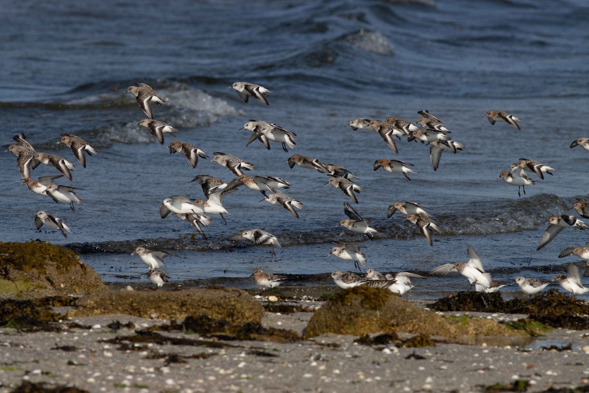 Bécasseau sanderling - ML587912701