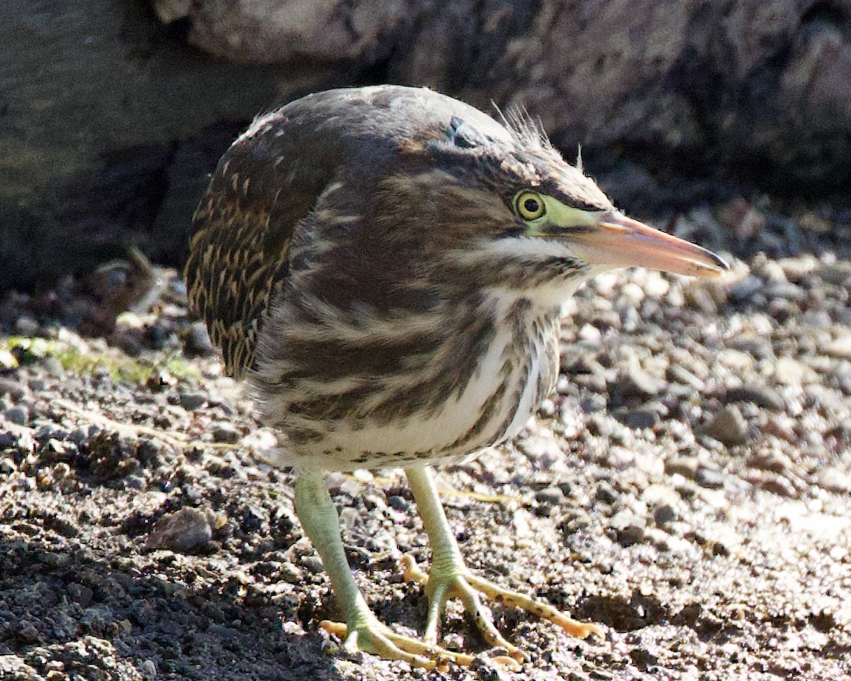 Green Heron - ML587912751