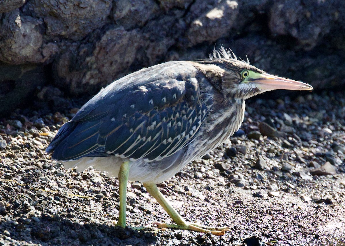 Green Heron - ML587912761