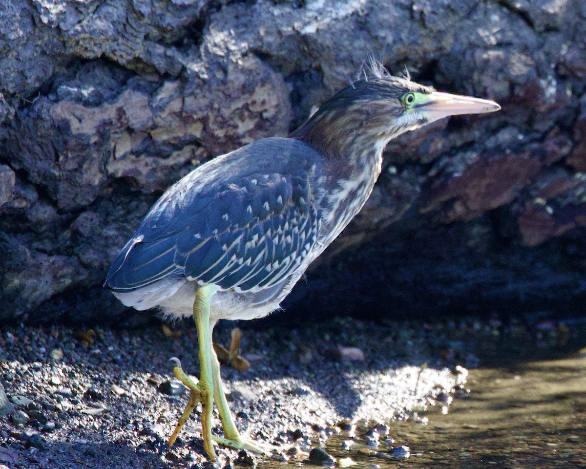 Green Heron - ML587912771