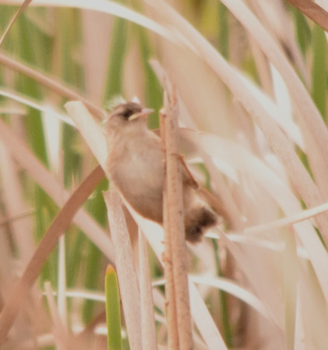 Marsh Wren - ML587912891