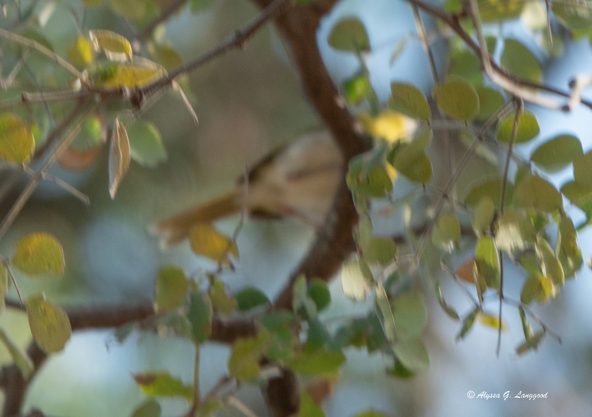 Apalis à gorge jaune - ML587913811