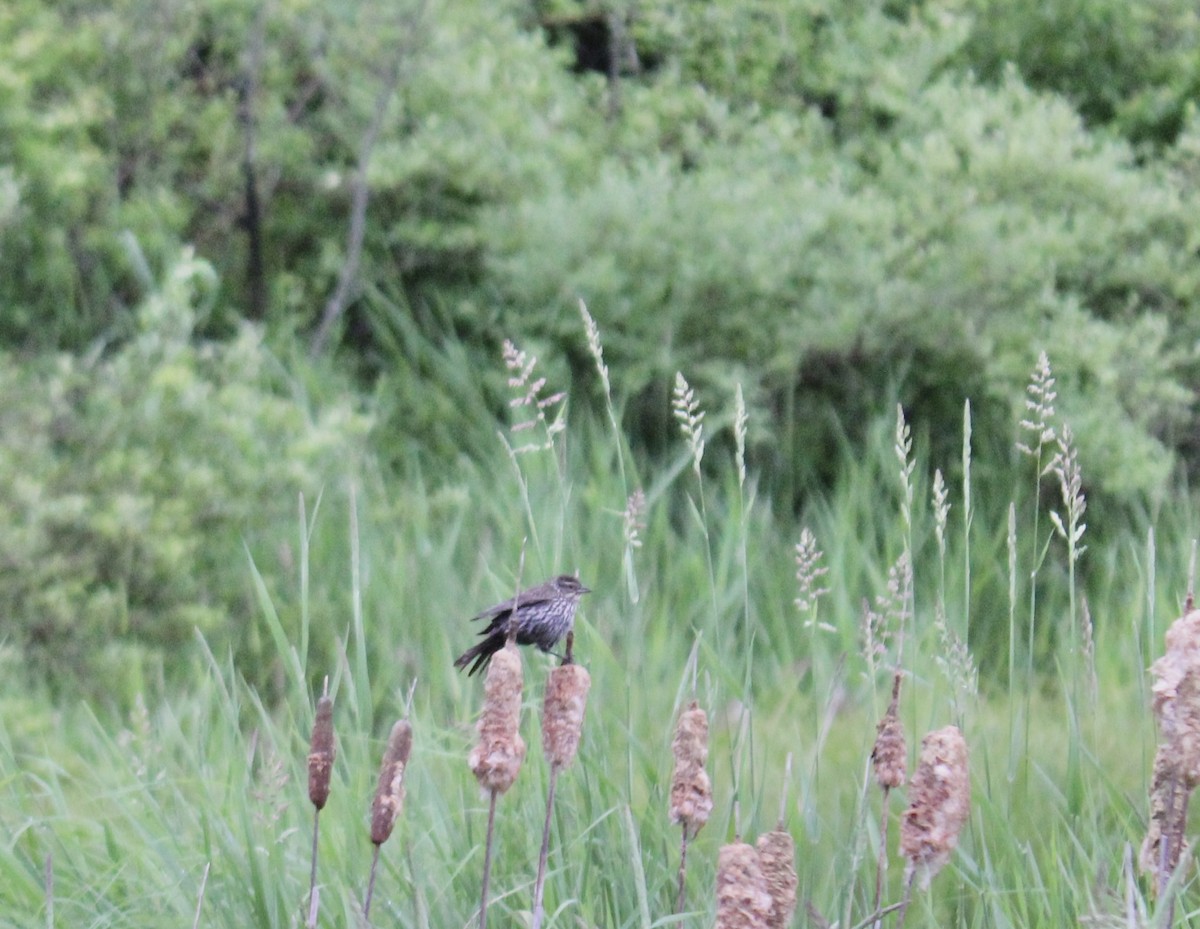 Red-winged Blackbird - ML587914461