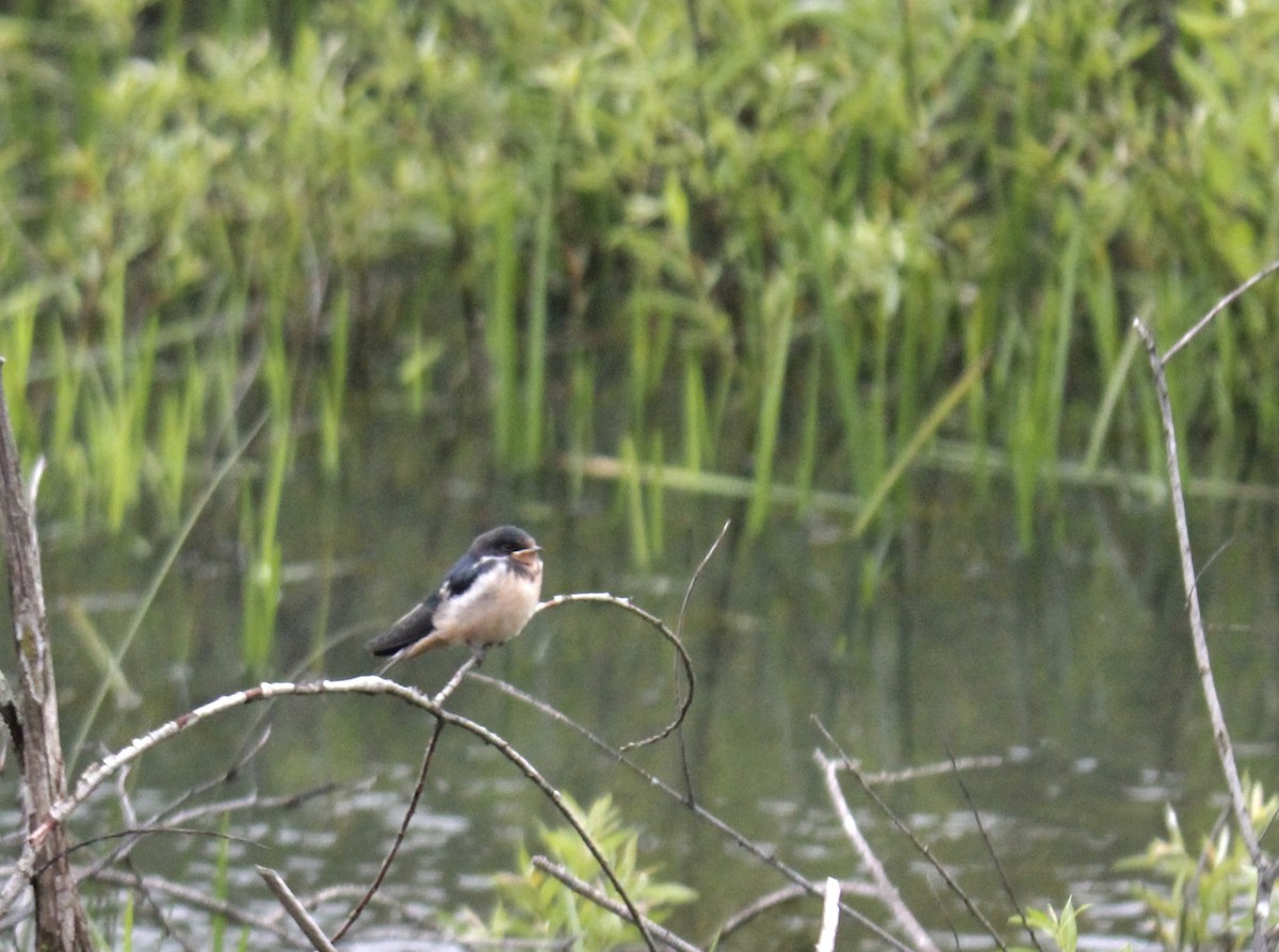 Barn Swallow - ML587914771