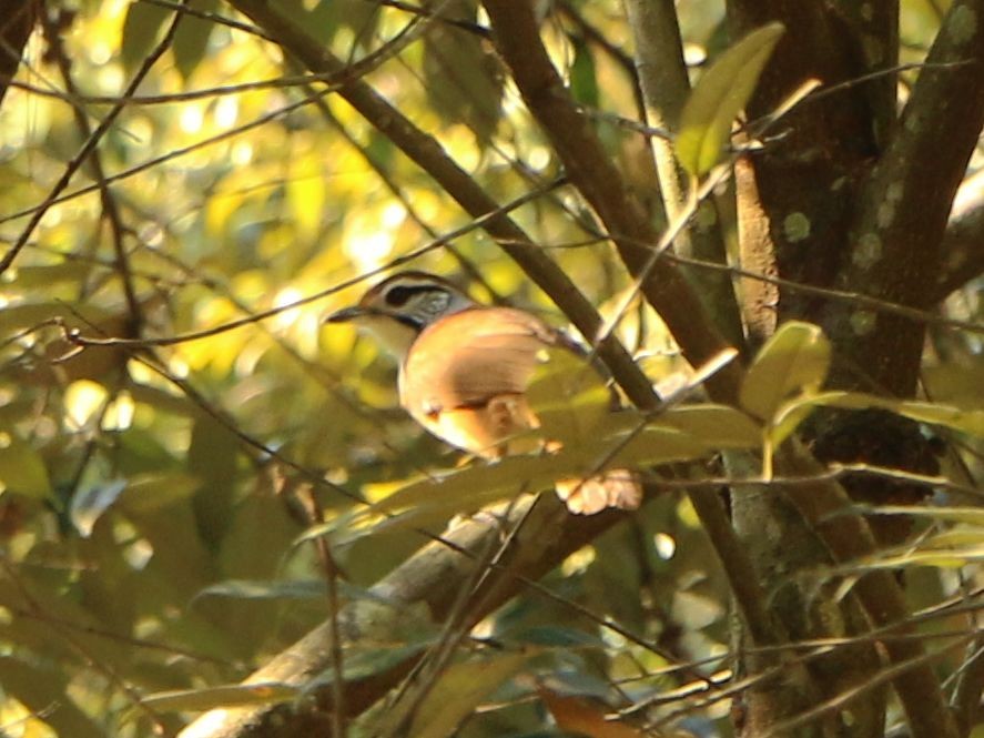 Greater Necklaced Laughingthrush - ML58791541