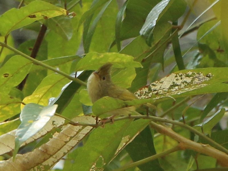 White-bellied Erpornis - Kaichi Huang