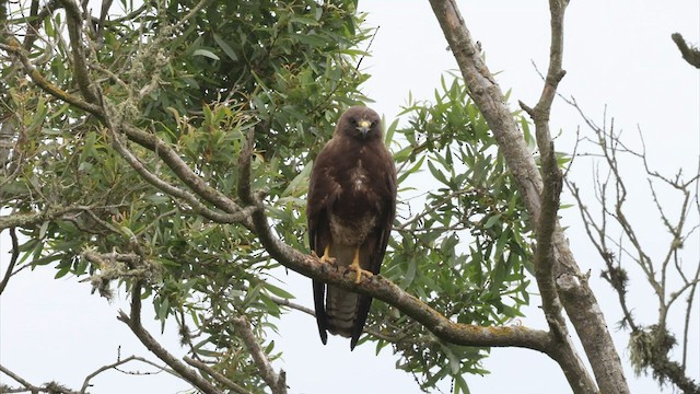 Swainson's Hawk - ML587915961