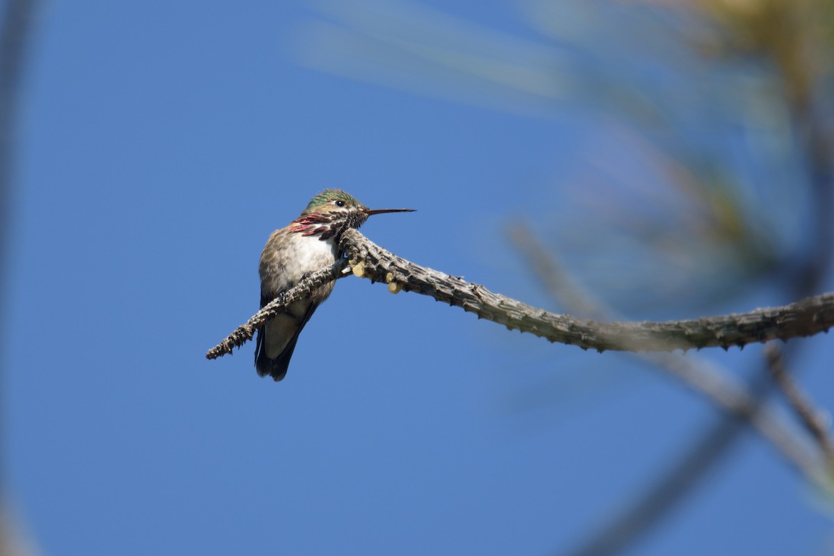 Calliope Hummingbird - ML587916121