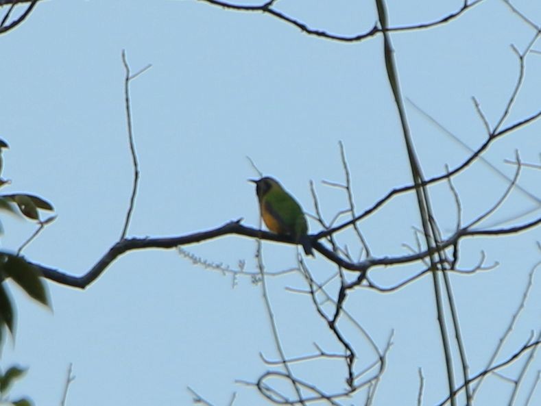 Orange-bellied Leafbird - Kaichi Huang