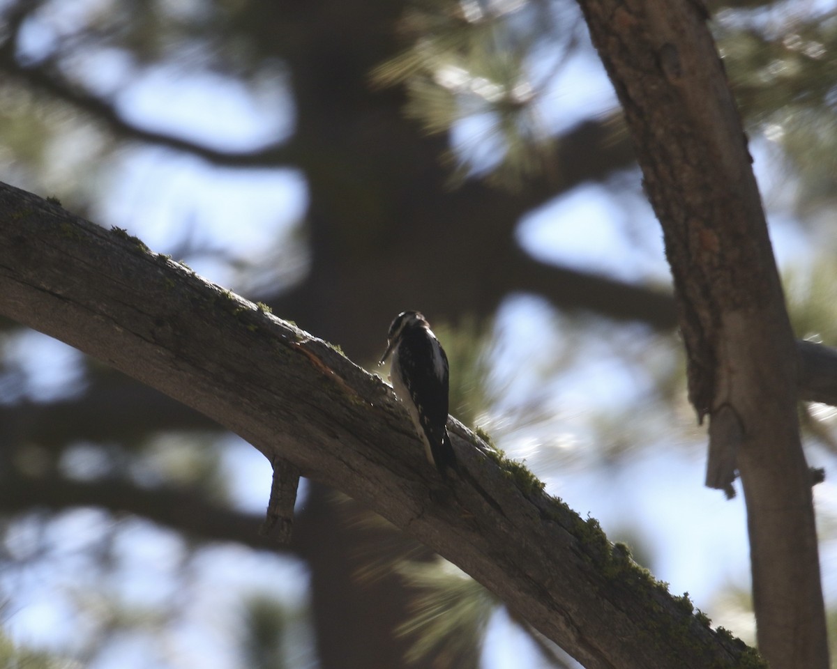 Hairy Woodpecker - ML587917221