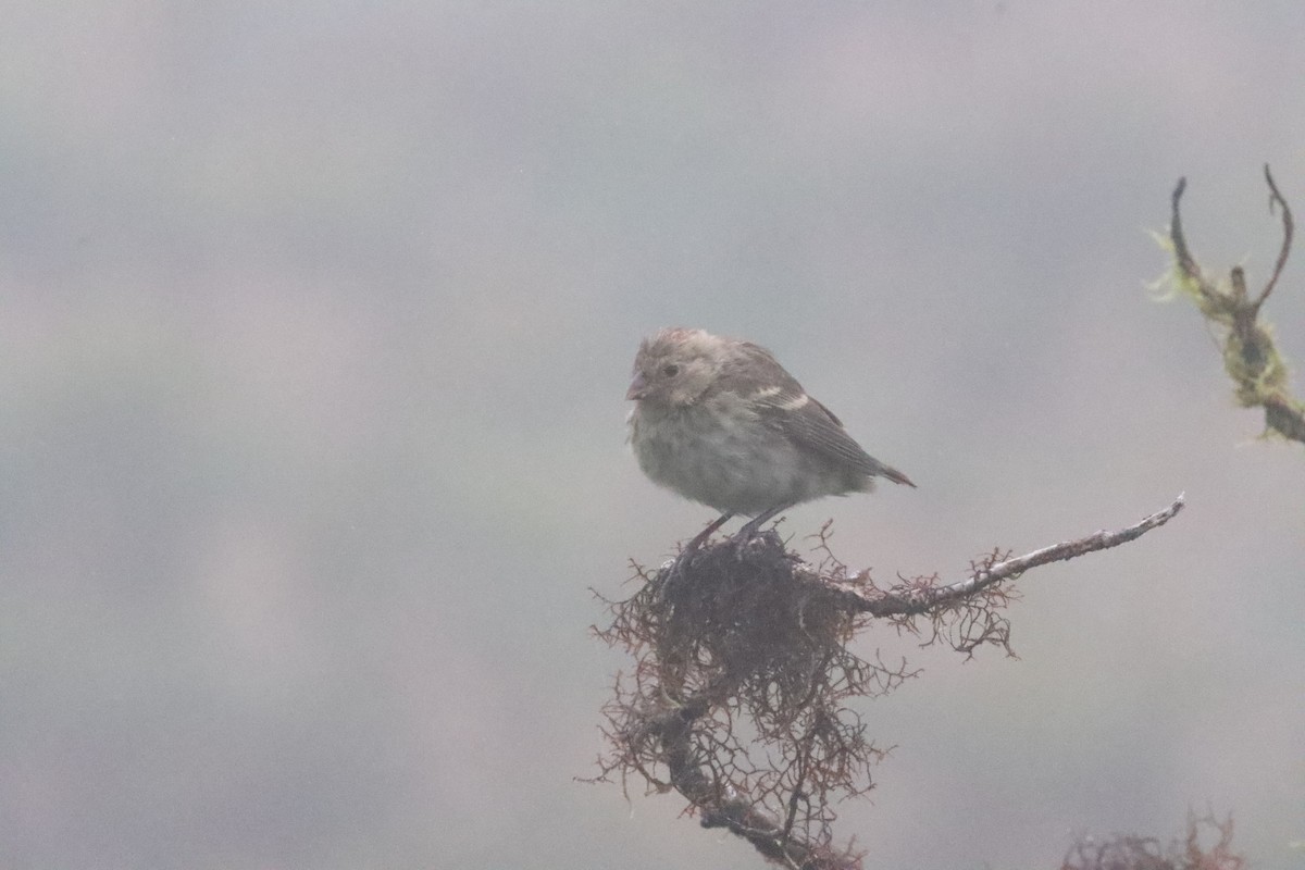 Small Tree-Finch - ML587917751