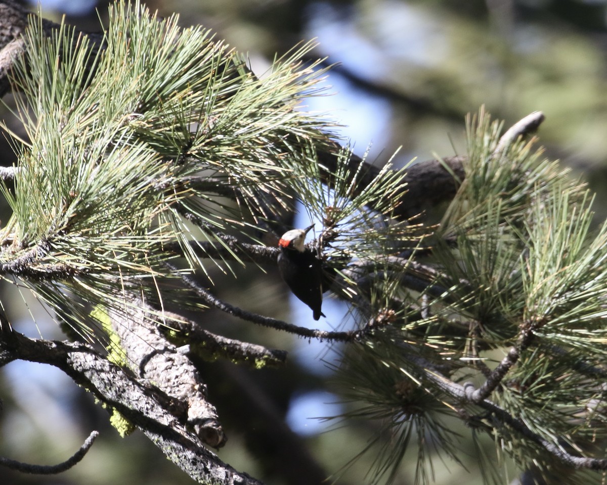 White-headed Woodpecker - ML587918001