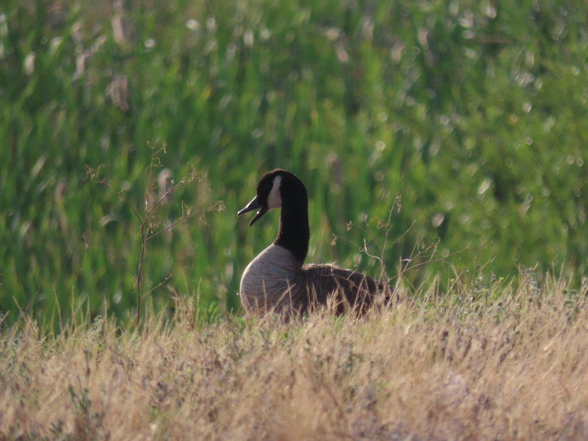 Canada Goose - ML587918211