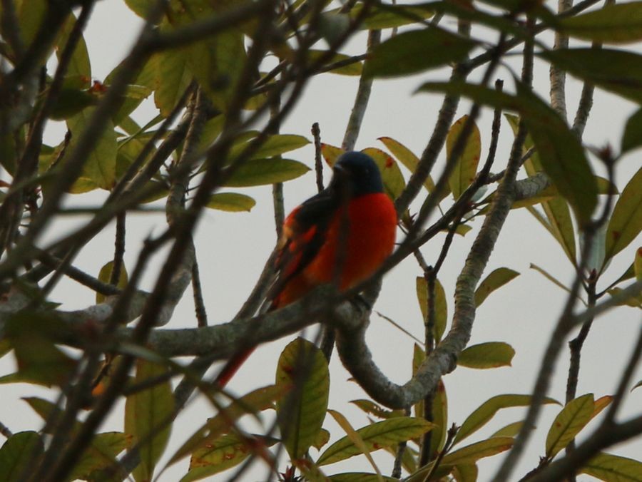 赤紅山椒鳥 - ML58791851