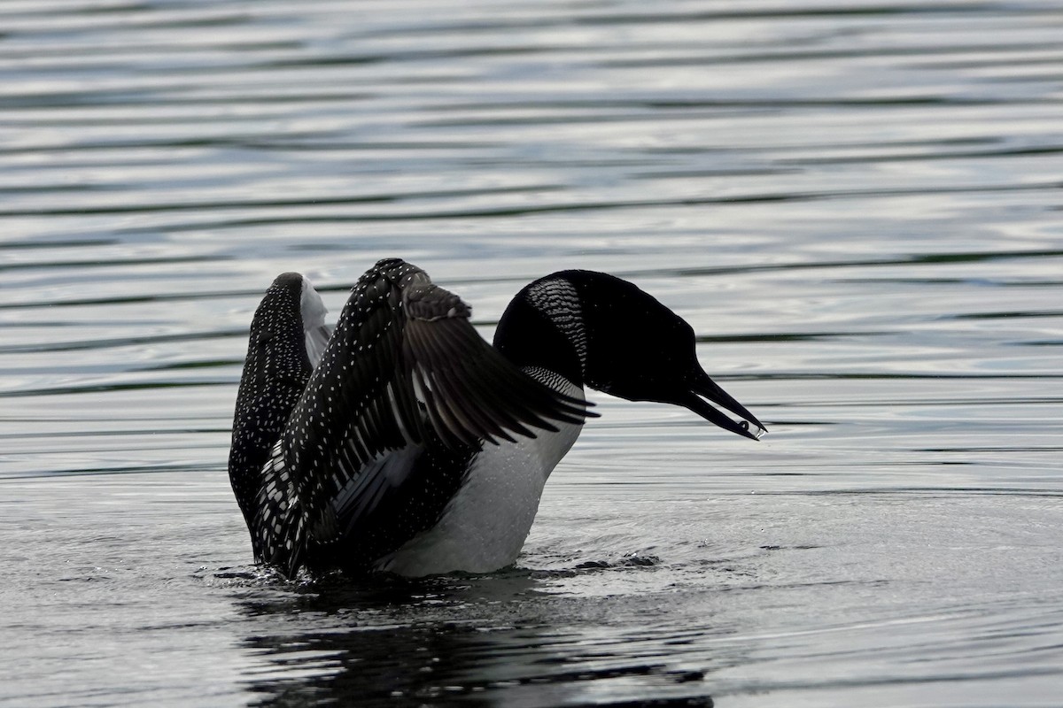 Common Loon - ML587919121