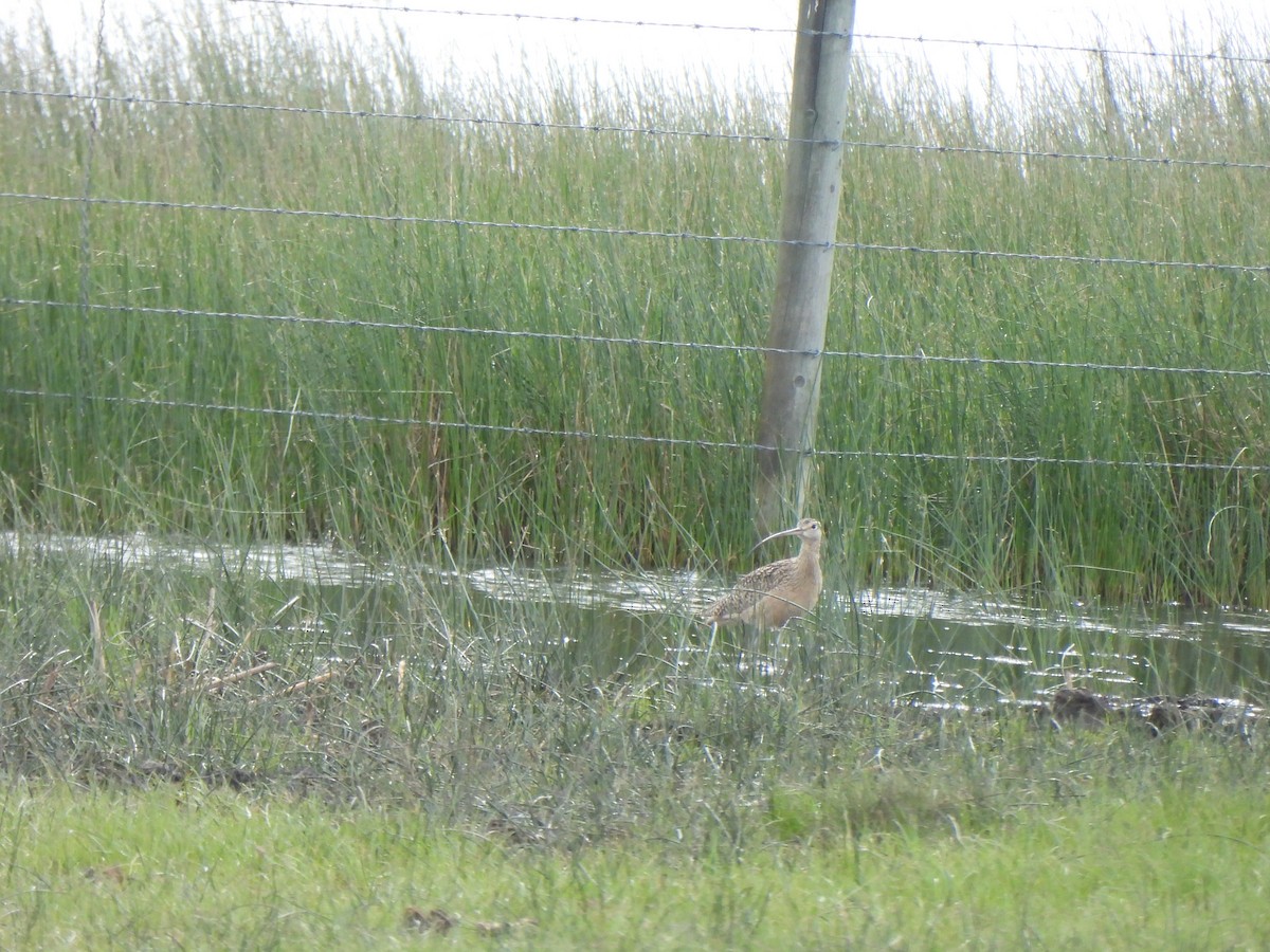 Long-billed Curlew - ML587919161