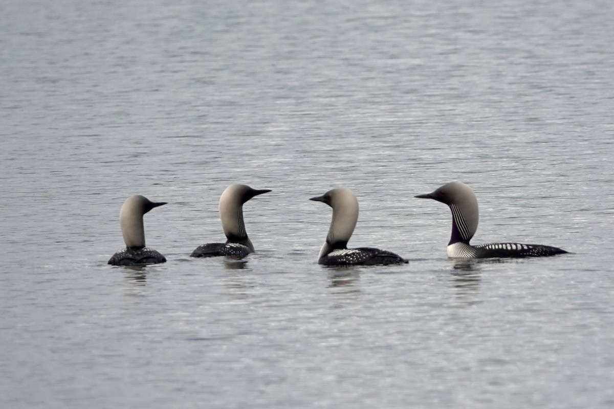 Pacific Loon - ML587919811