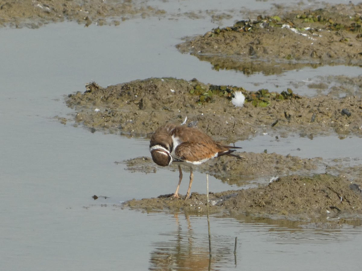 Killdeer - JUAN CARLOS CEVALLOS MENDOZA