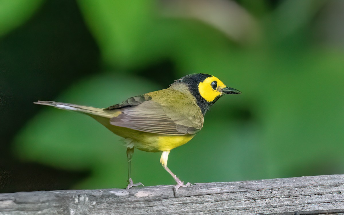 Hooded Warbler - ML587920941