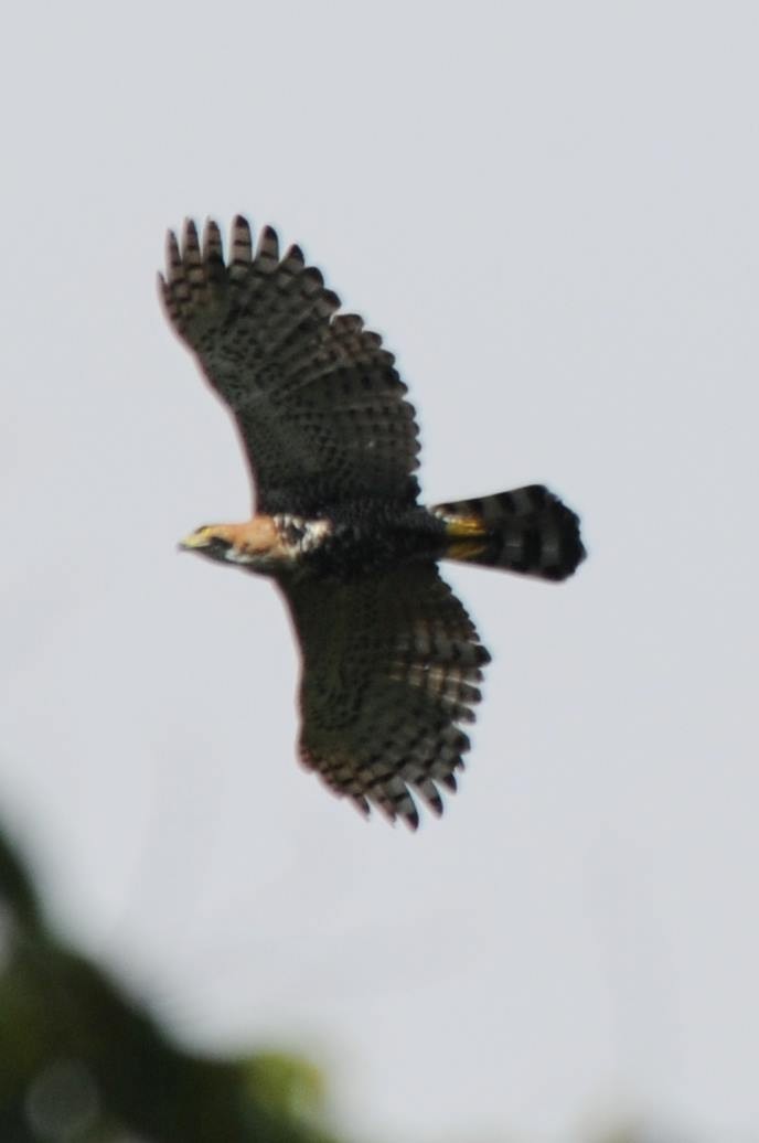 Ornate Hawk-Eagle - ML587921101